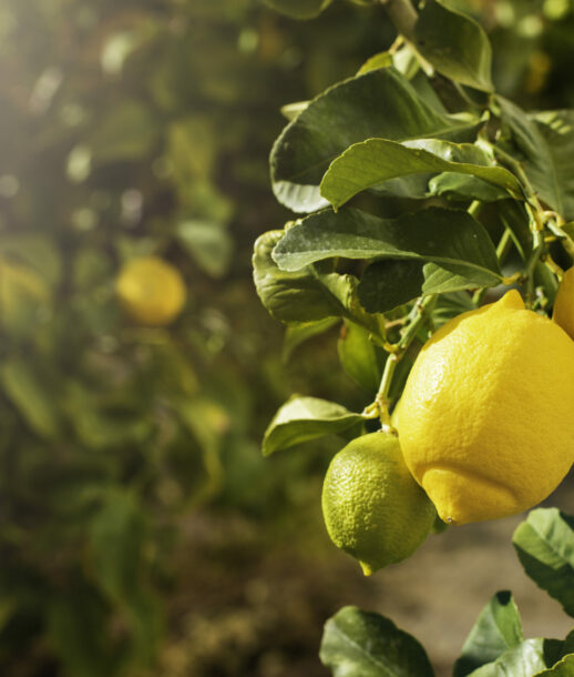 bunch fresh ripe lemons lemon tree scaled 1