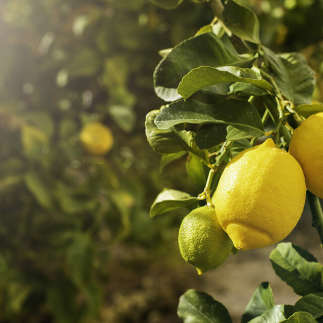 bunch fresh ripe lemons lemon tree scaled 1